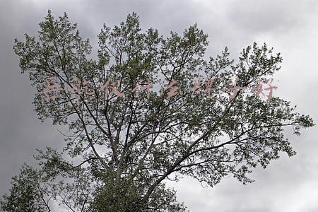 导航仪什么牌子好 导航仪什么牌子好