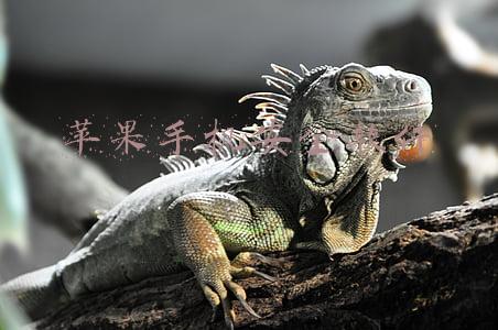 苹果手机安全软件在哪里打开(如何高效使用苹果的备忘录、日历、提醒事项？)