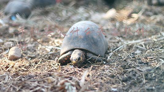 手机杀毒用什么软件好(手机杀毒软件用什么安全)