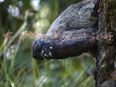 目前国内最好的电烤箱品牌(9款嵌入式烤箱测评，西门子、伊莱克斯2款样品表现优秀)