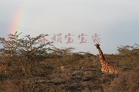 春娟宝宝霜