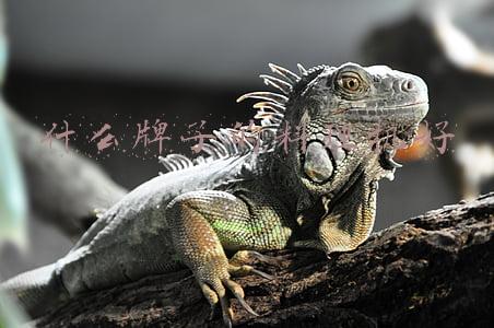 厨房料理机哪个牌子好(料理机哪个牌子好怎么选？2020年料理机品牌销售排行榜透秘)