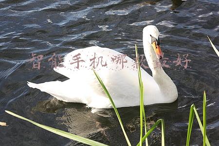 智能手机哪款最好