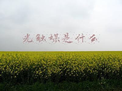 光触媒是什么