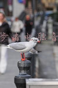漫步者电脑音箱