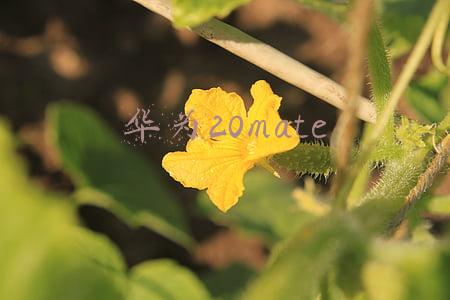 华为20matepro参数(3D玻璃+256G+麒麟980，号称500天不卡华为Mate20Pro，怎么样了？)