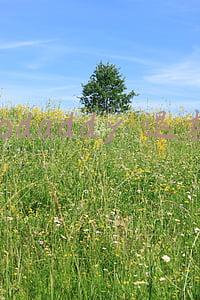 godaddy退款信(Shopify账户注册流程详解)