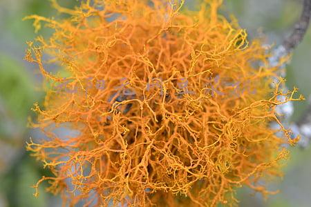 九阳无网豆浆机怎么用(九阳豆浆机无网星DJ12B-A11D（无网免滤）制作豆浆和豆腐脑)