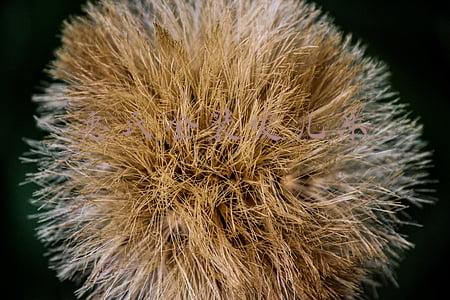 惠氏金装爱儿乐