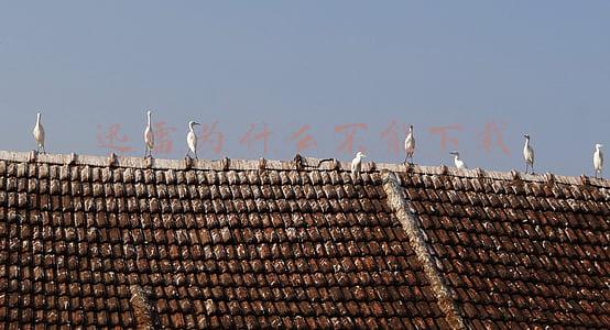 迅雷为什么不能下载