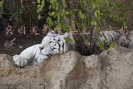 贝因美奶粉配方表(贝因美旗下的可睿欣奶粉怎么样？值得购买吗？)