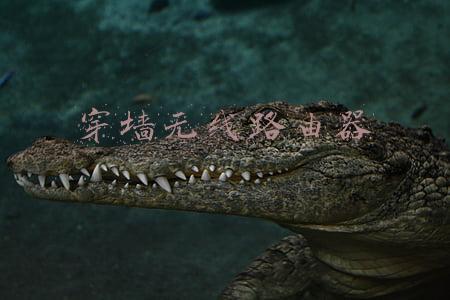 穿墙无线路由器