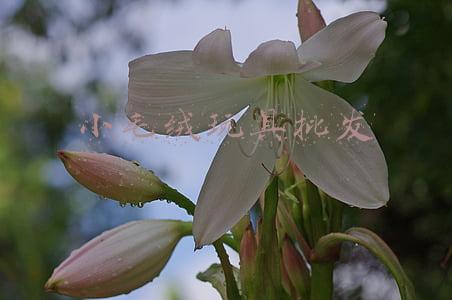 小毛绒玩具批发