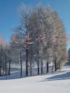 白富美是什么意思