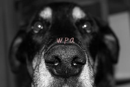 wpa/wpa2psk是什么意思(如何自己动手设置路由器密码)