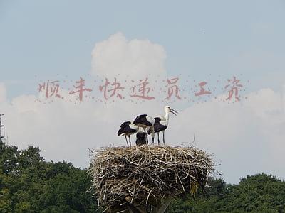 顺丰快递员工资一般多少钱一个月(顺丰快递员多赚钱？一个月工资1.5万，路上出车祸还要送快递)
