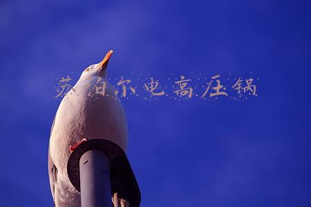 苏泊尔电高压锅
