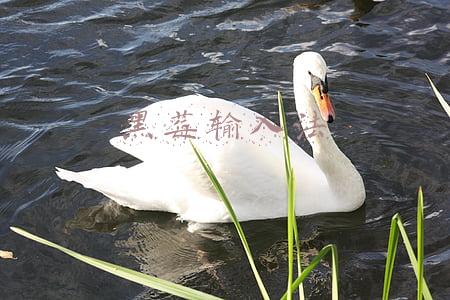 黑莓输入法切换(关于“黑莓KEYone” 你应该知道的20件事)