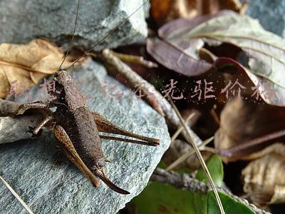 联想笔记本光驱价格