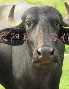 小太阳取暖器价格怎么样(一台烧毁一套房！“小太阳”取暖器隐患有多大，用时该注意什么？)