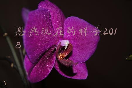 恩典现在的样子2018