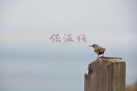 保温桶