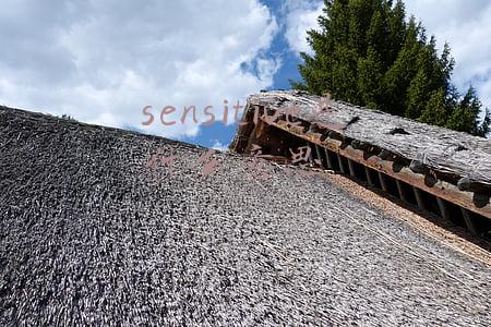 sensitive是什么意思英语(15秒记一个单词（第430个）sensitive)