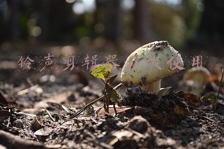 铃声剪辑下载免费版(在哪里可以在线剪辑音频文件)