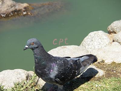 cpt