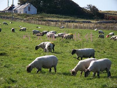 网页推广软件 site(网络推广策略带你了解网站地图Sitemap的作用是什么？)