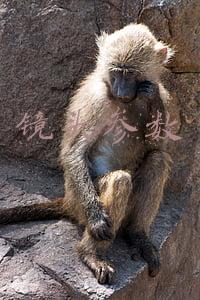 镜头参数