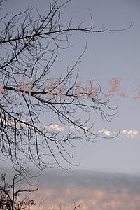 西部数据黑盘