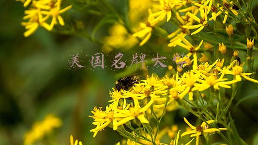 美国名牌大学