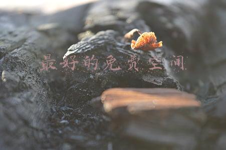 免费空间吧(微信有个能存放照片的相册，能无限存放，不占用手机内存，涨知识)