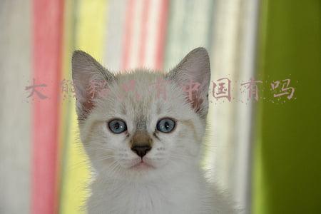 大熊猫只有中国有吗其他国家没有吗(1864只！大熊猫数量恢复偶遇事件增加，会变成非中国独有物种吗？)
