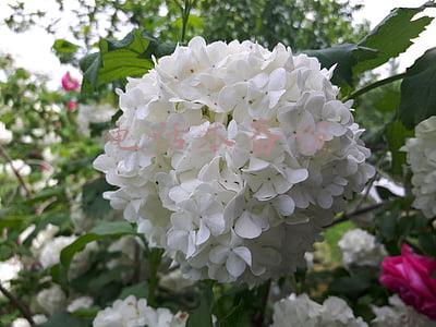 电话本备份