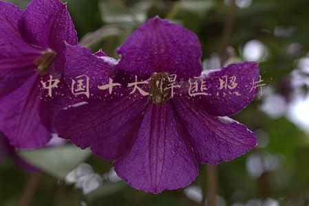 中国十大悍匪照片