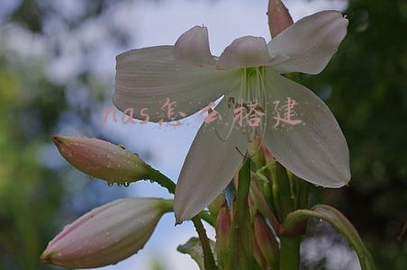 nas怎么搭建家庭影院(详解NAS+Kodi+Emby搭建一站式家庭影音系统)