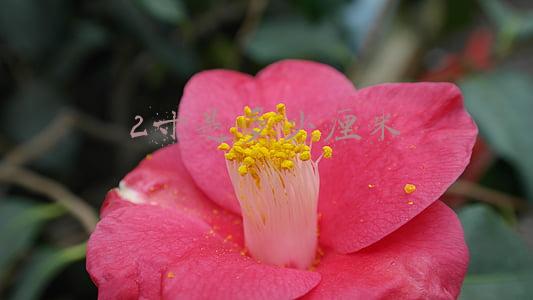 22寸是多少厘米(平板电脑尺寸一般多大合适？平板电脑尺寸怎么计算的？)