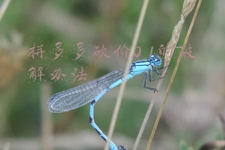 拼多多砍价0.1怎么破(拼多多0.1%砍价案官方解释来了，是手机屏幕显示有限的问题)