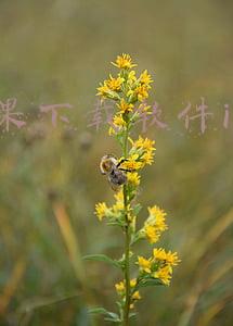 苹果下载软件itunes store密码是什么(iOS 基础教程：管住熊孩子！让每次 iTunes 购买操作都输密码)