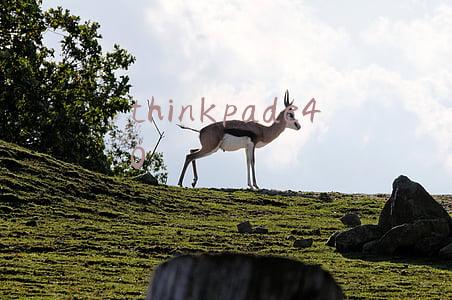 thinkpade40配置(新年警钟：ThinkPad要想变得伟大，请先活下来)