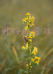 公司的经营理念
