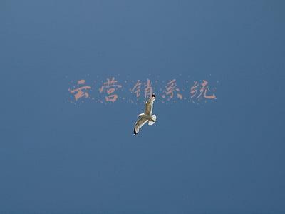 营销云是什么(神策数据：2021 「营销云」攻略合集.pdf)