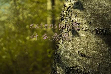 extension是什么意思英语(“接线板”用英语怎么说？)