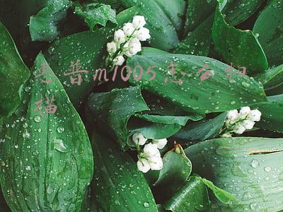 惠普m1005怎么扫描文件(为什么，惠普打印机“新款”不如“老款”？)