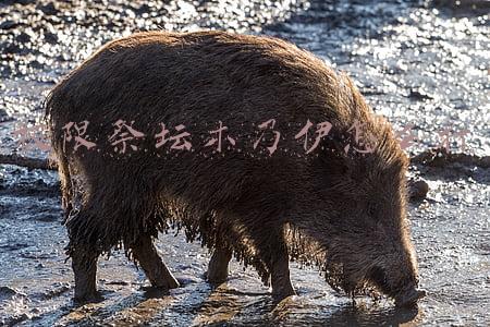 极限祭坛木乃伊怎么打才掉血(DNF：12年来最强的怪，旭旭宝宝大幽魂顶尖搭配，也都无法打过去)