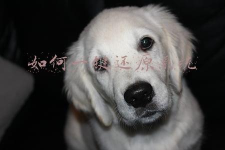 如何安装一键还原系统(智狐一键重装系统如何在线重装系统windows11)