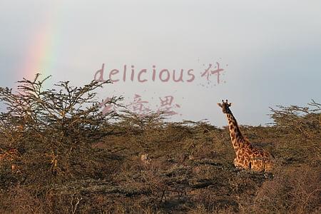 delicious什么意思