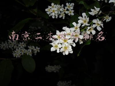 南京二本大学排名
